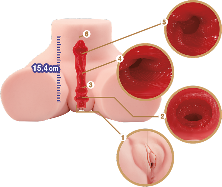 Vaginal tunnel cutaway
